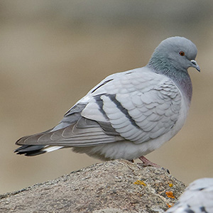 Hill Pigeon
